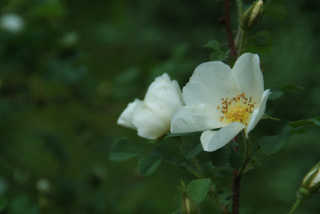 Rosa pimpinellifolia =R.spinosissima, Duinroos bestellen